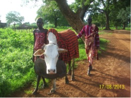 Malegn, the ox, walking as he enjoys the music from his bell and songs of his owners