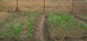 Andrea's sorghum: left, conventional, right FGW