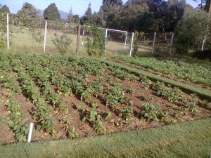 Beans grown in conventional way at a demonstration garden in Kijabe, Kenya