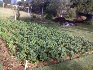 Beans grown in FGW way at a demonstration garden in Kijabe, Kenya