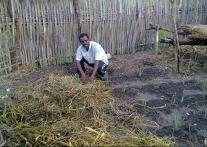 Mulching my newly transplanted lemongrass.