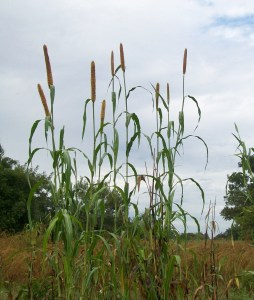 Pearl Millet. I love it!