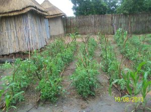 My tomatoes when I was novice in farming.